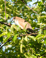 Black-billed Cuckoo PI 5/25/09