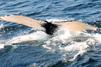 7 Seas Whale Watch 9/14/11