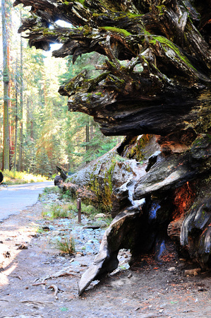 1222 "Fallen Giant", Mariposa Grove, Yosemite.jpg