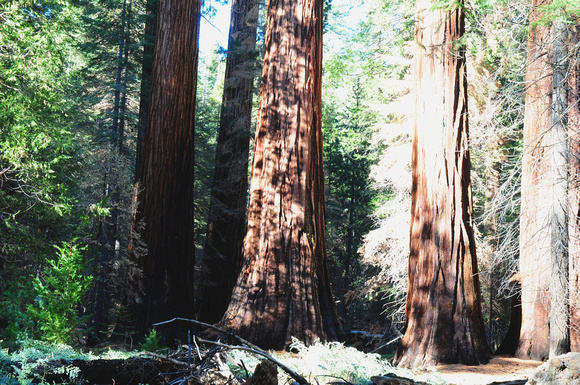 1207 Giant Sequoias, Mariposa Grove, Yosemite.jpg