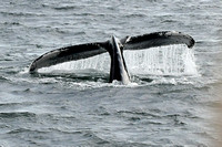Cape Ann Whale Watch 9/27/21