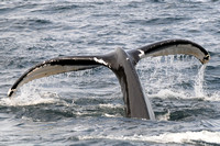 Whales and other marine life