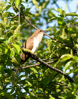 Black-billed Cuckoo PI 5/25/09