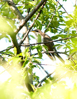 Yellow-billed Cuckoo PI 9/25/09
