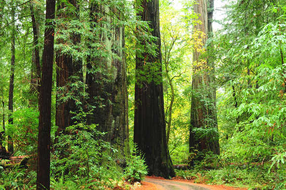 1295 Redwoods, Ave. of the Giants, Northern CA.jpg
