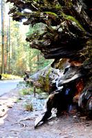 1222 "Fallen Giant", Mariposa Grove, Yosemite.jpg