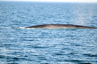 7 Seas Whale Watch 10/11/11
