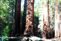 1207 Giant Sequoias, Mariposa Grove, Yosemite.jpg
