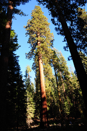 1199 Giant Sequoias, Mariposa Grove, Yosemite.jpg