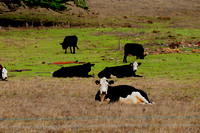 1271 Cows, Lost Coast, Northern CA.jpg