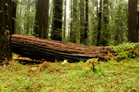 1289 Redwoods, Ave. of the Giants.jpg