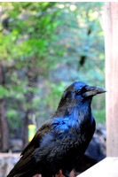 1215 Kevin the Raven, Mariposa Grove of Giant Sequoias, Yosemite.jpg
