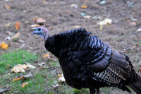Turkey on Larch in Salem, MA