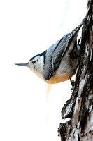 White-Breasted Nuthatch- Ipswich River, Topsfield, MA